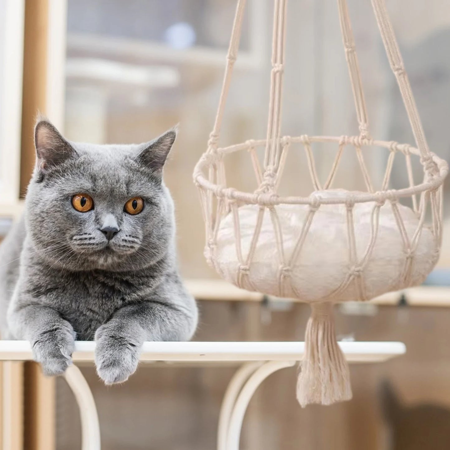 Window-Mounted Cat Bed & Hammock - Space-Saving, Secure Perch Designed for Cats