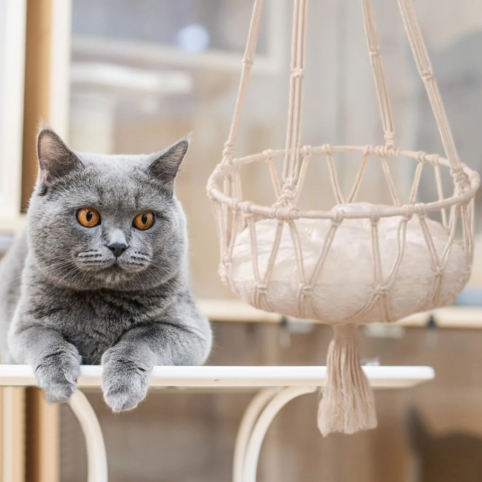 Window-Mounted Cat Bed & Hammock - Space-Saving, Secure Perch Designed for Cats